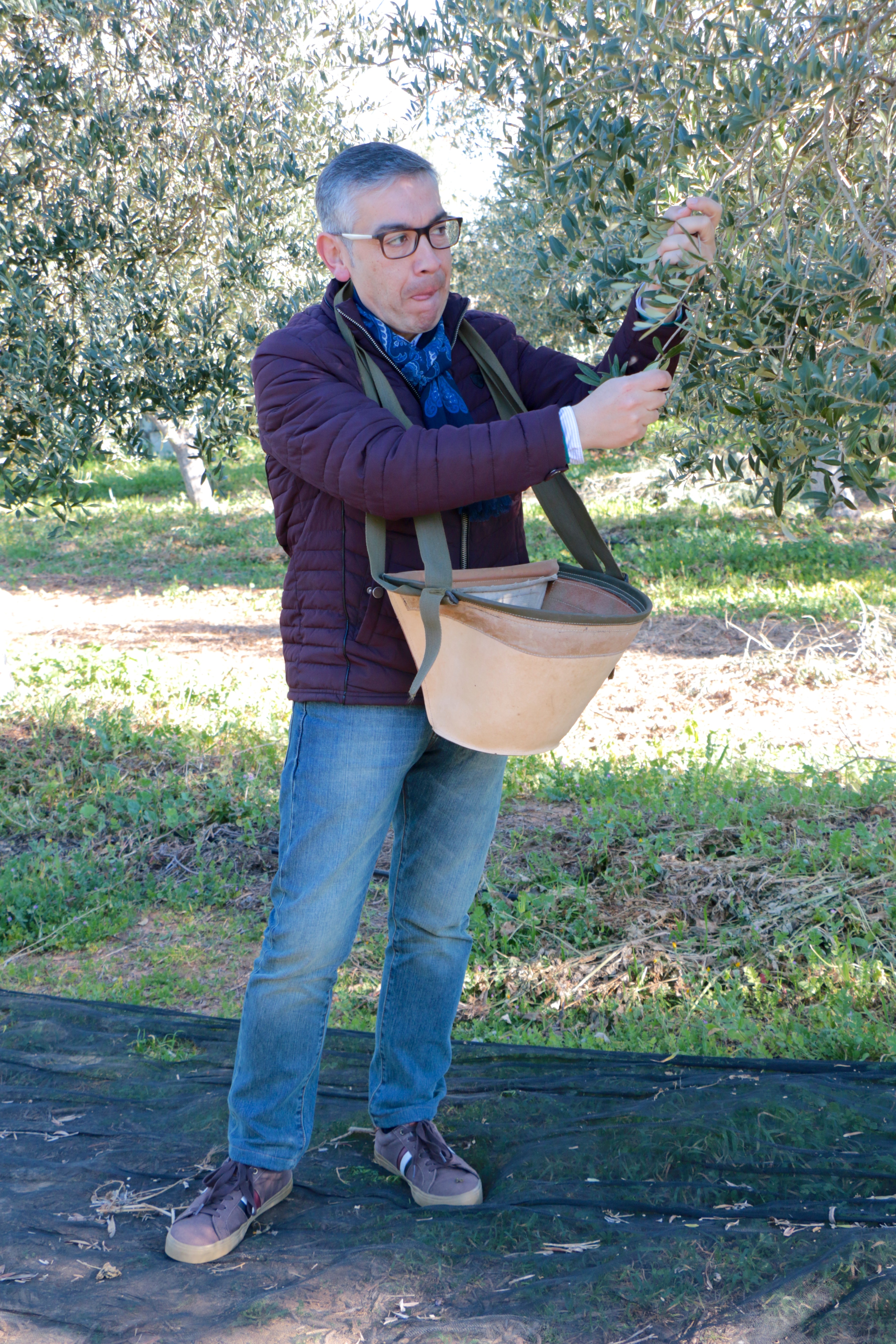 Little old Andrew picking olives